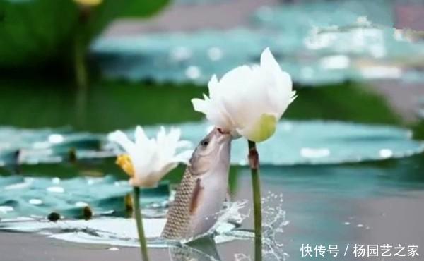  【立夏】立夏过后气温高，野钓草鱼要钓浮，这些远投钓浮方法，收获有保证