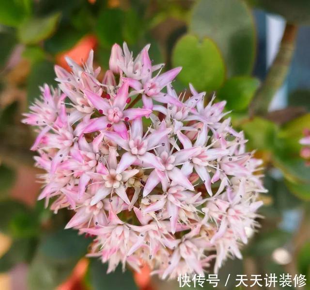 『寓意』3种植物能开花，平常很少见，寓意“阖家幸福”，能见到是幸运