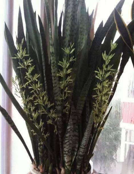  『就可以』养虎皮兰时，喂上这2种“零食”，侧芽长不停，还开花“爆盆”！