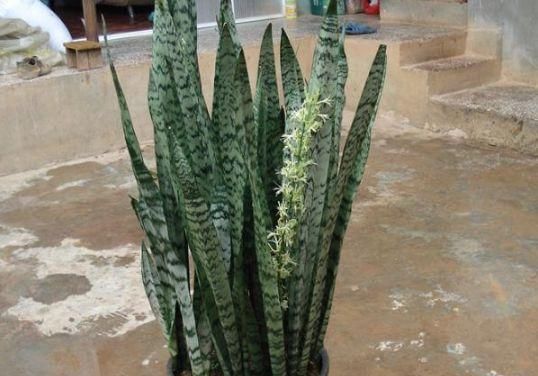  「旺盛」这“3种”绿植最讨厌“喝水”，30多天不浇水，反倒越长越旺盛！