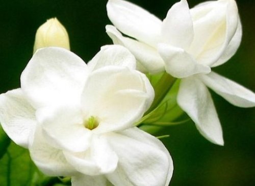  [风雨兰]室内就养这些花朵，好看好养易爆盆，在客厅就爆满，开花一簇一簇