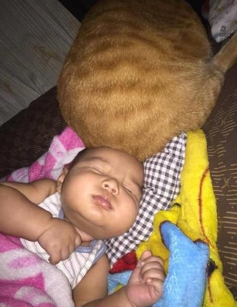 『睡觉』大橘猫陪着小孩睡觉,家长看见后大喊:把你的屁股挪开!