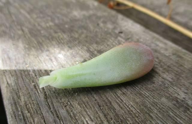  【植物】用叶子来繁殖多肉植物，不小心碰掉的叶子，不要当垃圾丢了