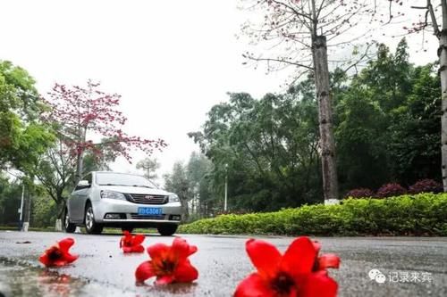  花瓣上的雨■来宾木棉花又开，惊艳了谁的时光？