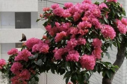 『三角梅』张大叔养“三角梅”，采取“3个技巧”，90天长成“花树”，美