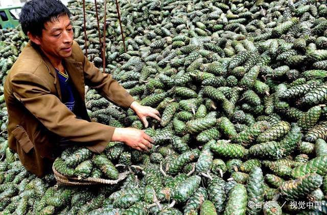  『人称』农村人称“长寿果”，过去被当废料烧，现在60一斤很值钱