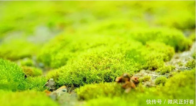 『呵护』苔藓地表塑型师,可萌呵护母爱语