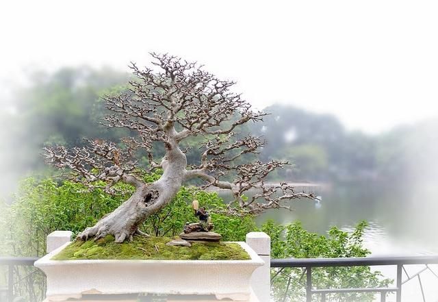 岭南盆景文化底蕴强！都被传到国外了，你还不认识吗？