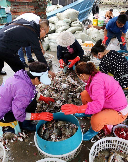 上市@中秋节前梭子蟹大量上市，连云港每天上岸30多万公斤，畅销