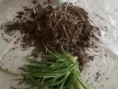  【技巧】你一定需要的技巧，吊兰移植时间、新土配置、方法及养护技巧