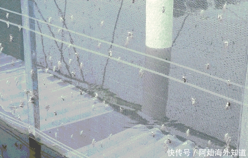 鱼塘边随处可见, 很多人都不认识它, 好多养殖户因它吃亏!