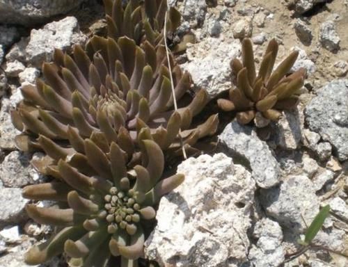 很美:石头缝里的“2种多肉”,小时候常去挖,植株长势快,也很美!