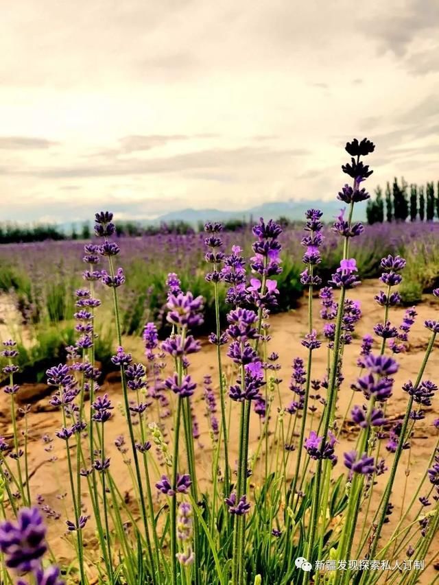 去了北疆才知道，中国有多大；去了南疆才知道，中国有多美