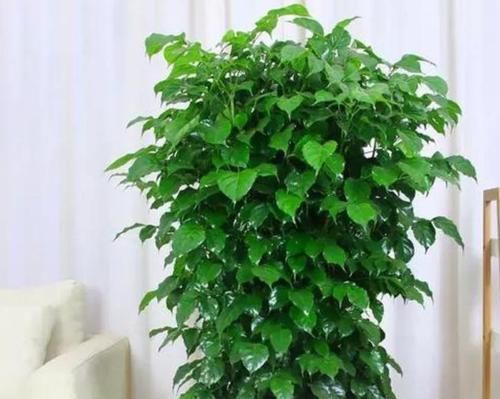  『家里』这几款植物养在家里，沾土就能活，不易生病好养护