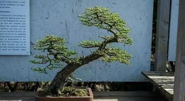 走进心之向往的盆景园 杜塞尔多夫盆景博物馆