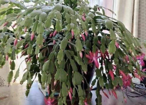  臭料：山坡下的1种“臭料”，别嫌它“脏”，收集回家养花，变成缓释肥