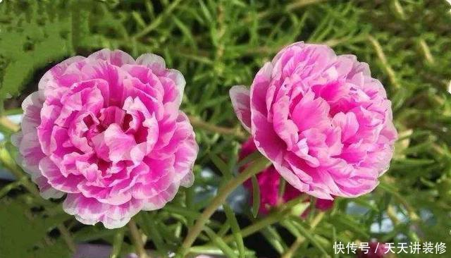  种喜光：夏天烈日太厉害，就养4种喜光花，一口气开花200天，花量巨大