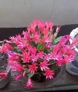 光照■这样养护蟹爪兰,每年开花2~3次真的不是问题