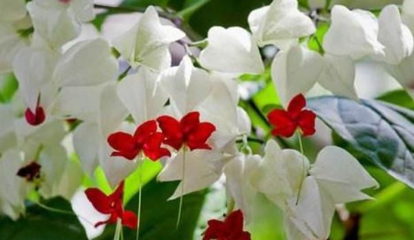  [长寿花]“5种花”花大色艳易爆盆，家里养一盆，养出小花园，美到极致！