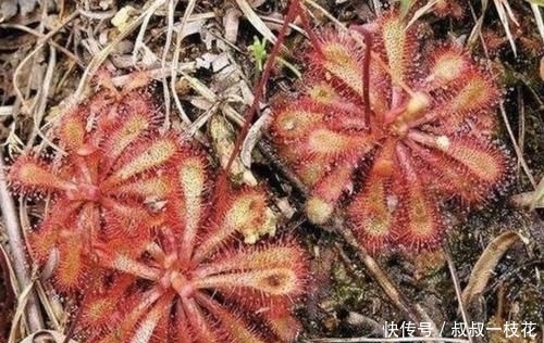  『株型』株型小的1种“野草”，被称为“茅膏菜”，看到是福气，珍贵！