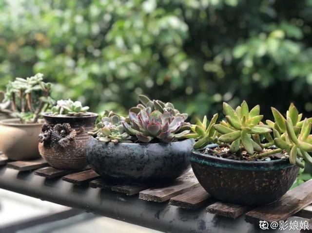 『生活』有一方小院,和你一起养花种草,这样就挺好