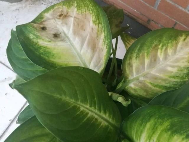 「图片作者」10种花,春天不能晒,躲屋里最安全!