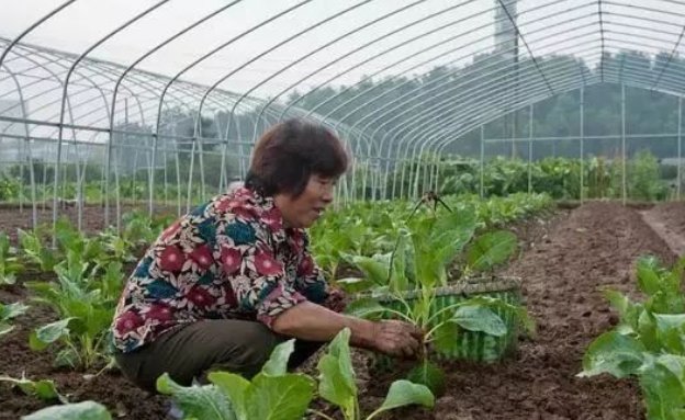  「中招」农村新骗局针对农村农业大户，有不少人已中招