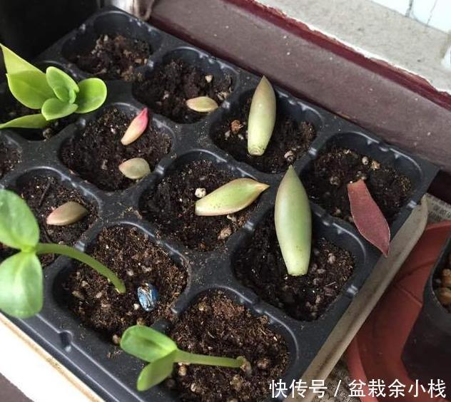 长胖|这“2个”技巧,能让多肉快速生根服盆长胖