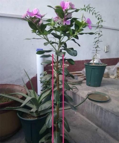  「身价」5块钱一盆的花，养1年变老桩，身价翻了上百倍！