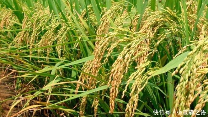 袁隆平：粮食靠进口，农民却不种地，人家不卖给我们粮食就麻烦了