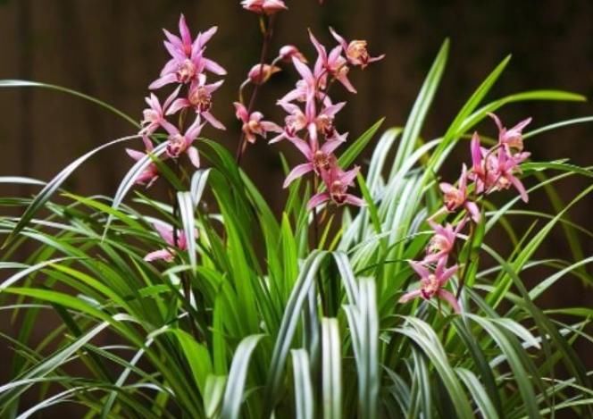  【肥料】兰花春天做好这几点，能多长芽、长壮芽、多开花，花开多又香