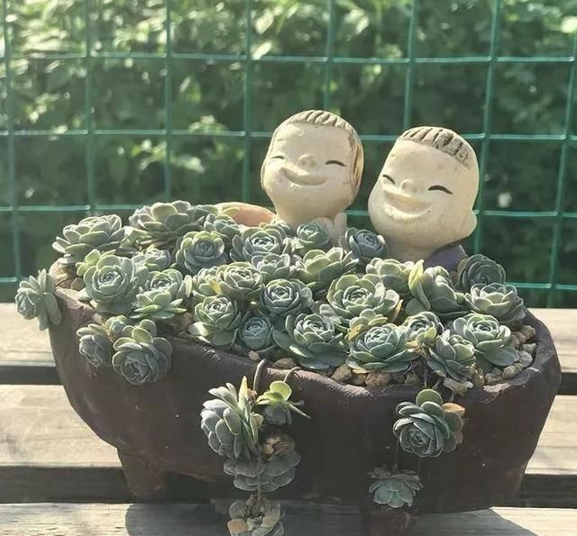  #需适当遮阴#七种多肉界的“小强”，你家养了几种