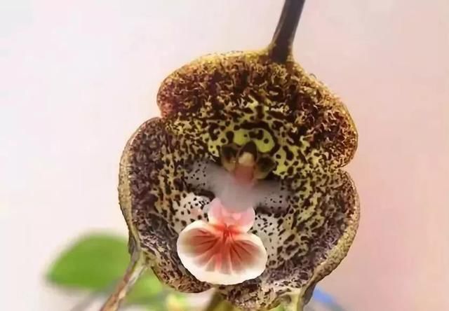  [欣赏]奇花欣赏（珍藏版）