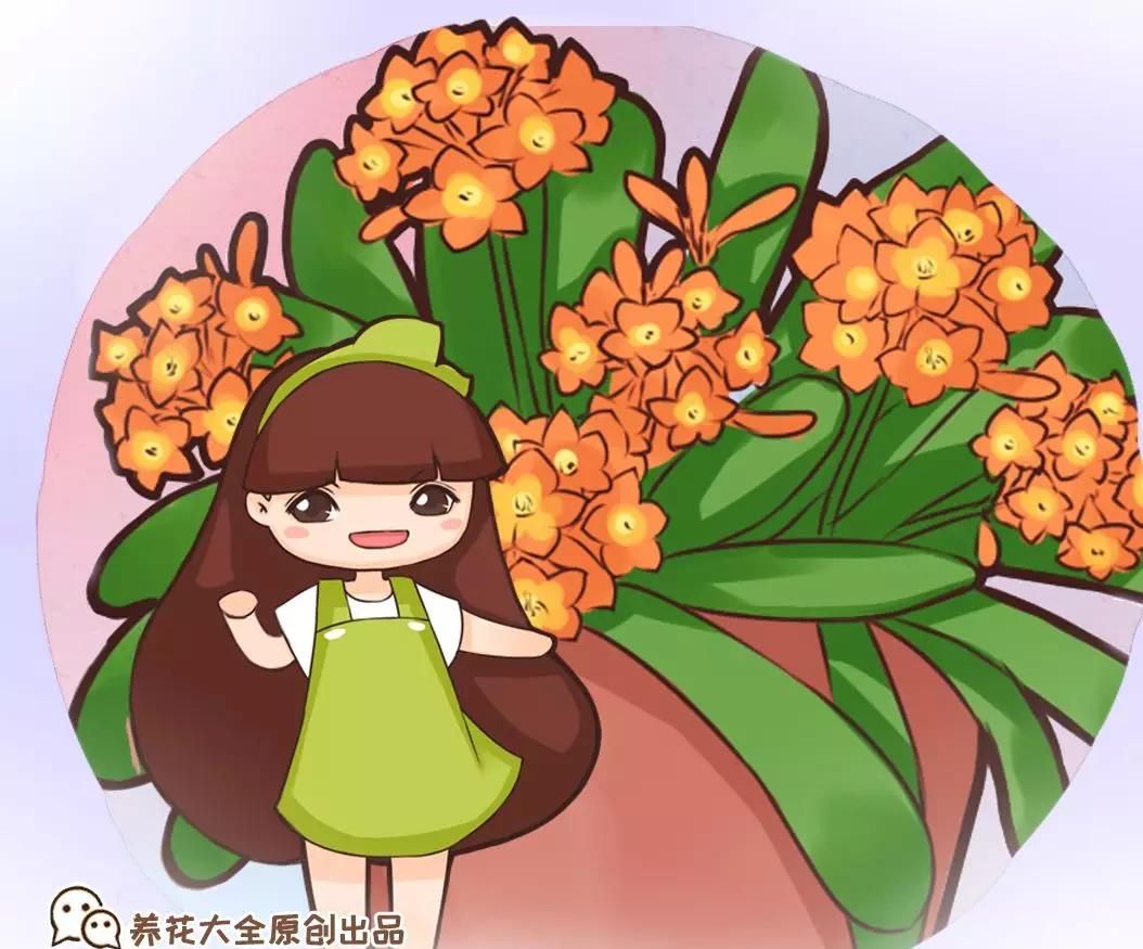  『值钱』6种寿星花，越老越值钱，还能养成传家宝！