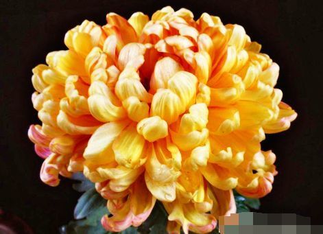  养盆■喜欢菊花，不如养盆“菊中精品”粉托桂，似精灵小公主，活泼可爱