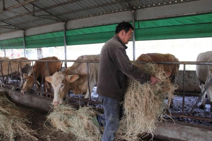  「牛粪」月薪不足8000还不如回农村养牛，真是这样吗？