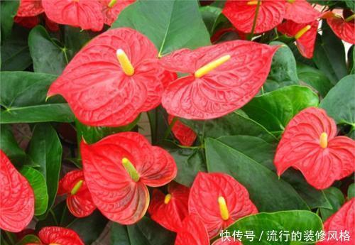 花特@这些花特怕晒太阳,越晒越黄叶,赶紧搬到室内养护