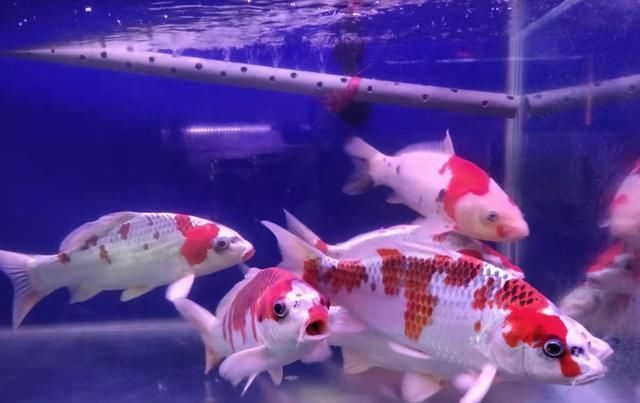 「密度过大」一个小方法,可以精准判断,观赏鱼的饲养密度是否合理?