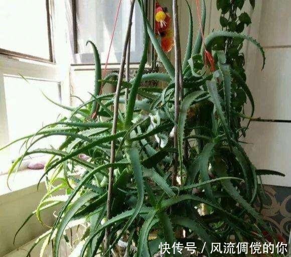  [喜阳]芦荟喜阳还是喜阴很多人都弄反了，难怪越养越“瘦”