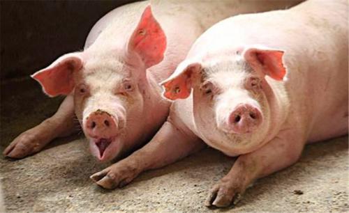 解除生猪禁养，农民是否可如过去般建猪圈？对环境污染该怎么解释