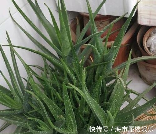  『春天』春天养殖芦荟盆栽该如何管理？满足3点，根部突突往外冒侧芽