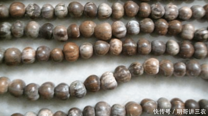  装饰品：乡下一种不起眼的植物，以前烂地里没人要，如今26元1斤