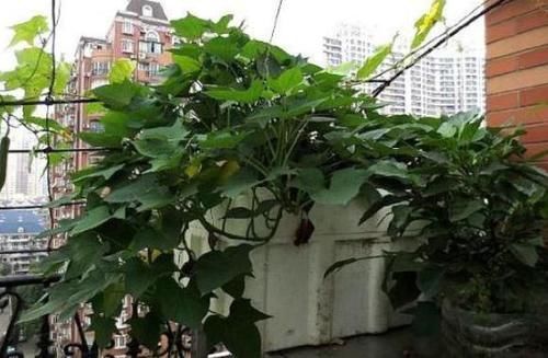 长得很快|在阳台自己动手种菜很简单,除了种韭菜,还能种芦笋