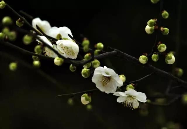 【花中】中国10大名花,哪个是你的最爱?