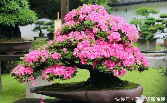  『家里』家里有孩子读书别乱养花，这三种才能增进孩子学业，尤其第三种