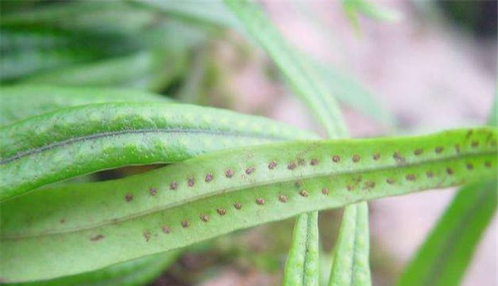 农村一种长得奇怪的野草，人称“七枝剑”，农民见了却不敢碰