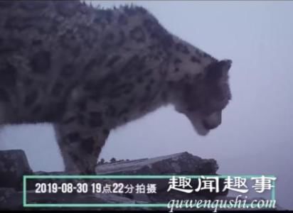 四姑娘山野生雪豹 到底是在哪里拍到的？