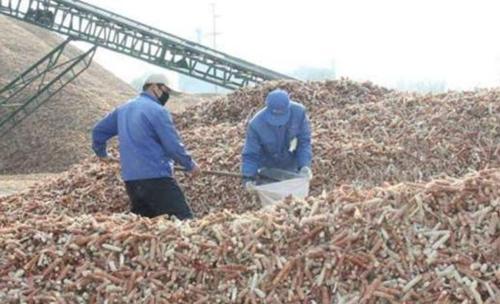  「商贩」不受老农重视的玉米芯，原来还有这么多用处，商贩上门
