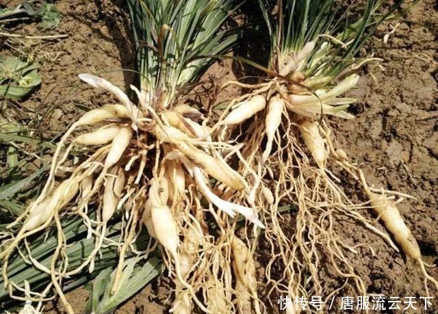 「草丛」在山坡草丛,生长着1种“沿阶草”,价值高,比“农作物”值钱!