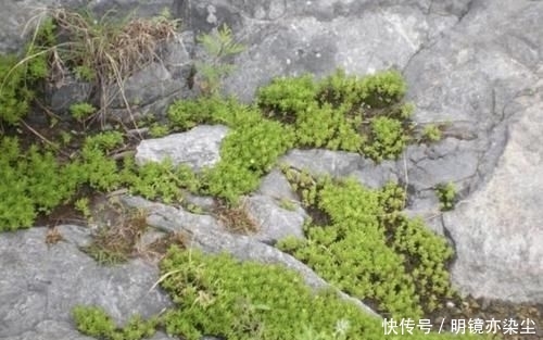 【殊不知】小溪边的“杂草”,殊不知是“多肉”,挖2棵养,2个月变成20棵